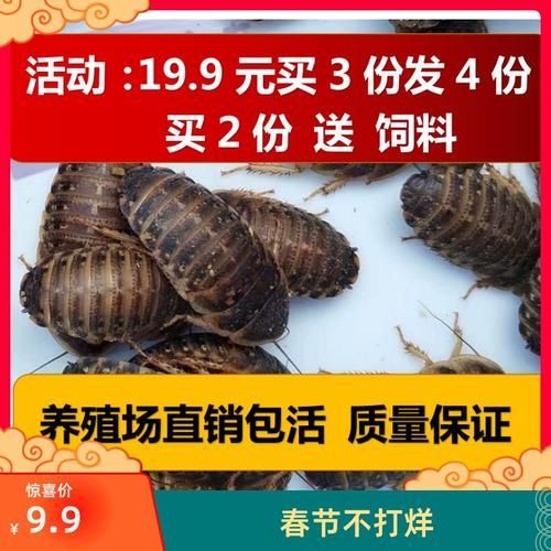 有哪些活餌適合龍魚投喂，適合投喂給龍魚的活餌