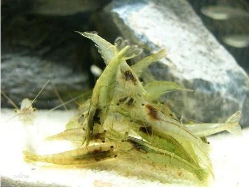 有哪些活餌適合龍魚投喂，適合投喂給龍魚的活餌