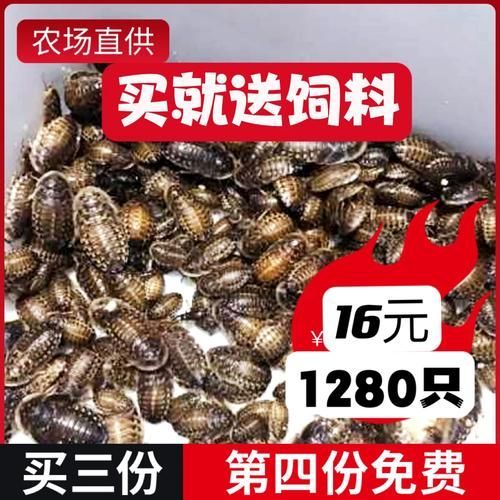 有哪些活餌適合龍魚投喂，適合投喂給龍魚的活餌