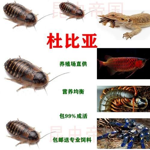 有哪些活餌適合龍魚投喂，適合投喂給龍魚的活餌