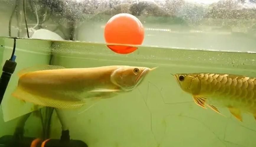 有哪些活餌適合龍魚投喂，適合投喂給龍魚的活餌