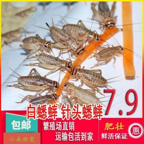 有哪些活餌適合龍魚投喂，適合投喂給龍魚的活餌