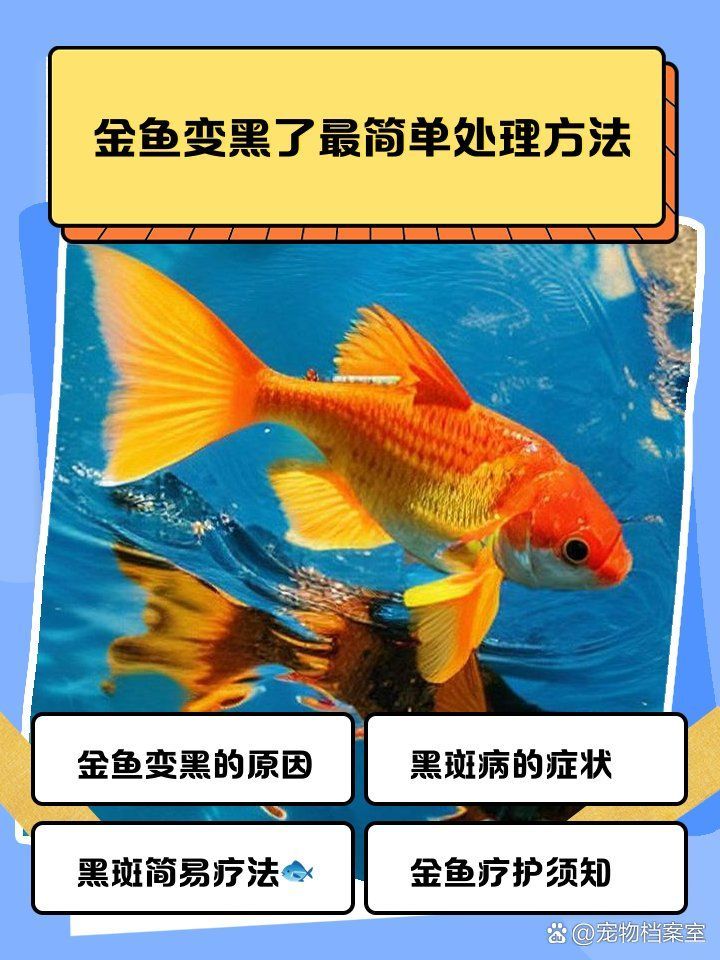 金魚發黑期間需要特別護理嗎，寵物檔案室，金魚發黑了怎么辦