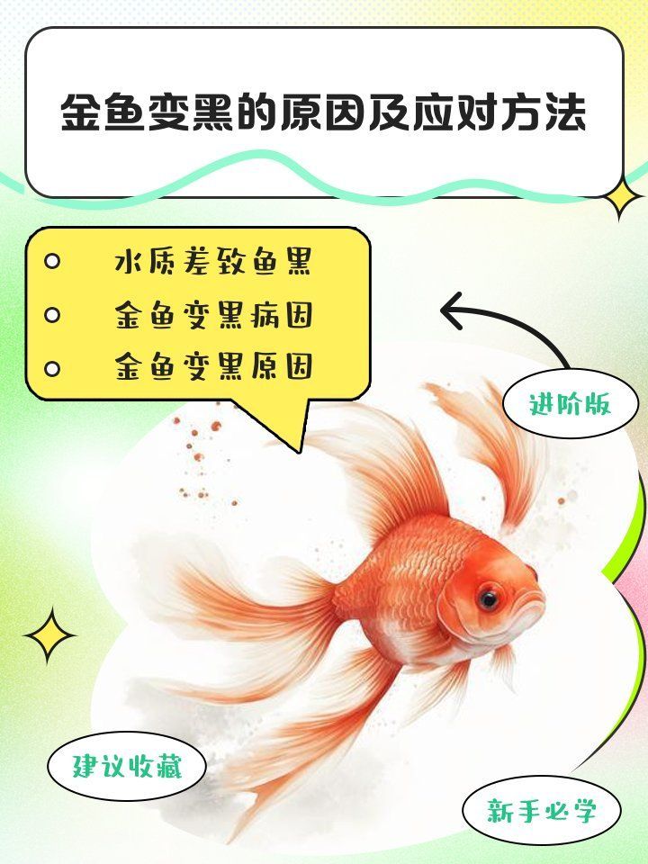 金魚發黑期間需要特別護理嗎，寵物檔案室，金魚發黑了怎么辦