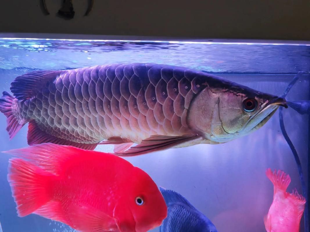 龍魚病斷氣后還能活多久？，龍魚“斷氣”后的存活時間