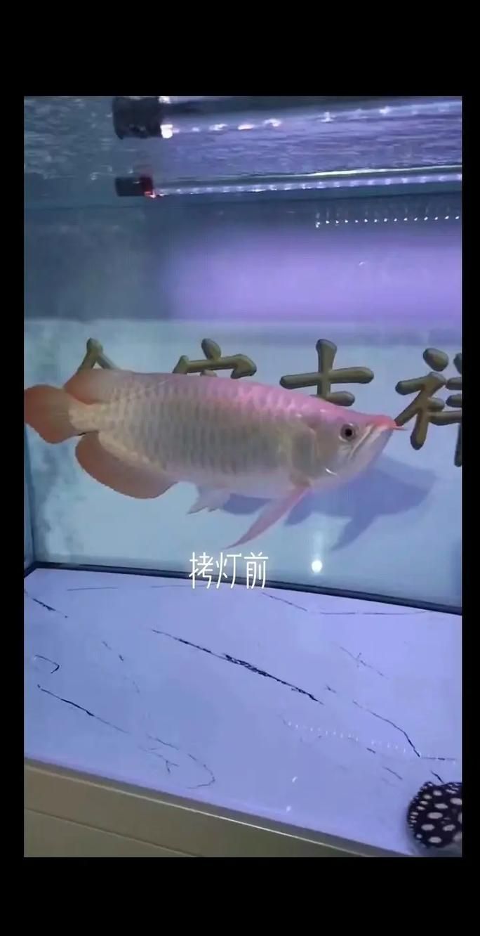 如何選擇合適的龍魚發色燈光？，如何科學選燈，讓龍魚發色更出彩
