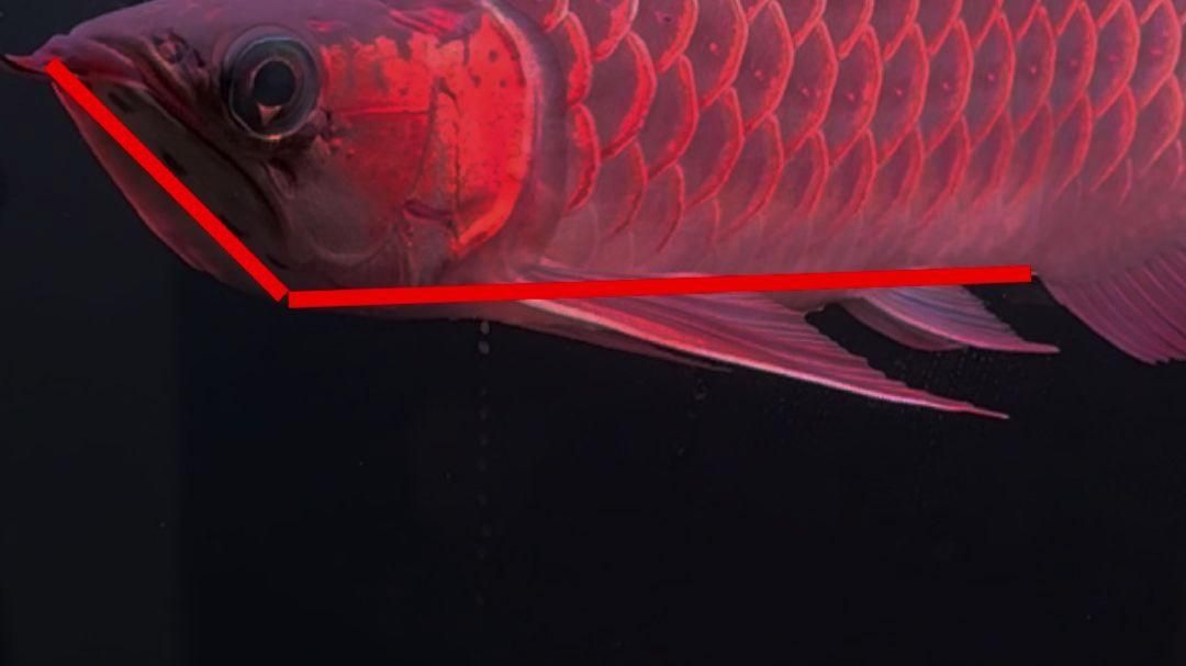 有沒有適合初學者的紅龍魚苗視頻？，初學者如何挑選紅龍魚苗