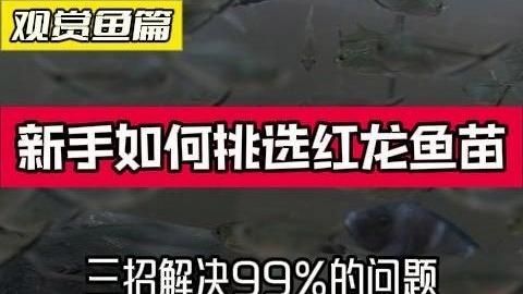 有沒有適合初學者的紅龍魚苗視頻？，初學者如何挑選紅龍魚苗