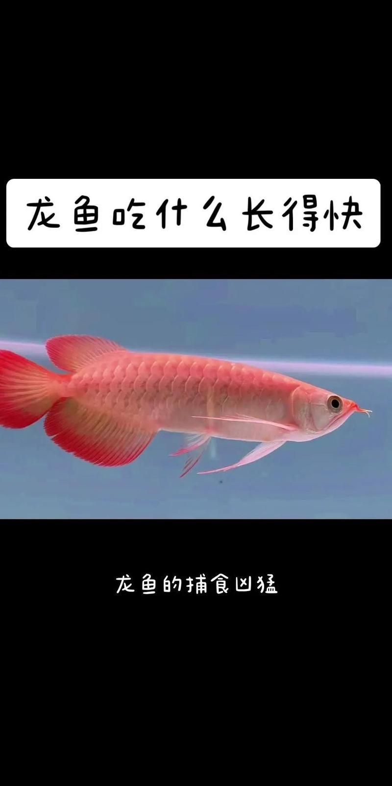 有哪些視頻教程演示如何喂龍魚魚肉塊？，–視頻教程演示如何喂龍魚魚肉塊