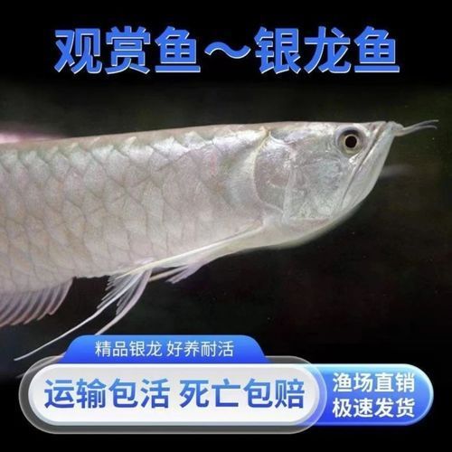 銀龍魚多少錢一只，銀龍魚價格因尺寸、品相、產地及市場供需等因素差異較大