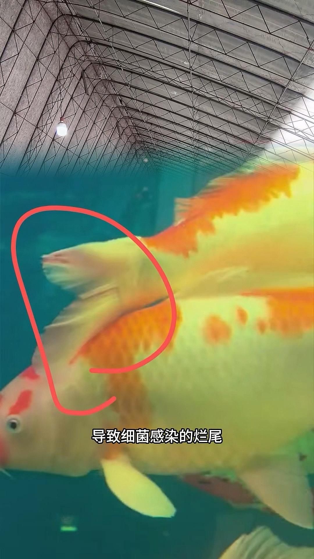 錦鯉魚爛尾病會傳染嗎，如何判斷錦鯉是否感染爛尾病？
