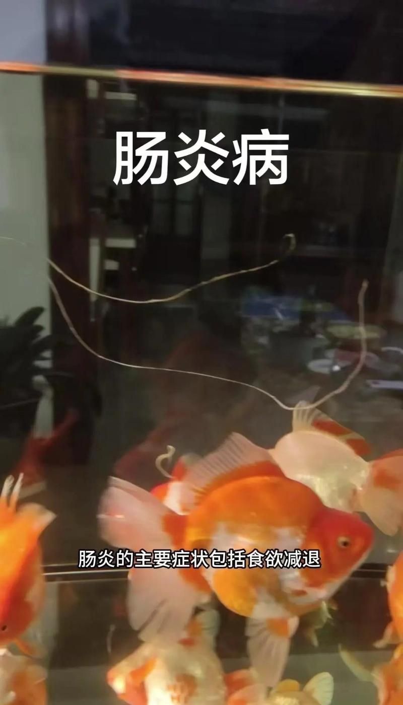 龍魚腸炎會復發嗎，龍魚腸炎復發怎么辦