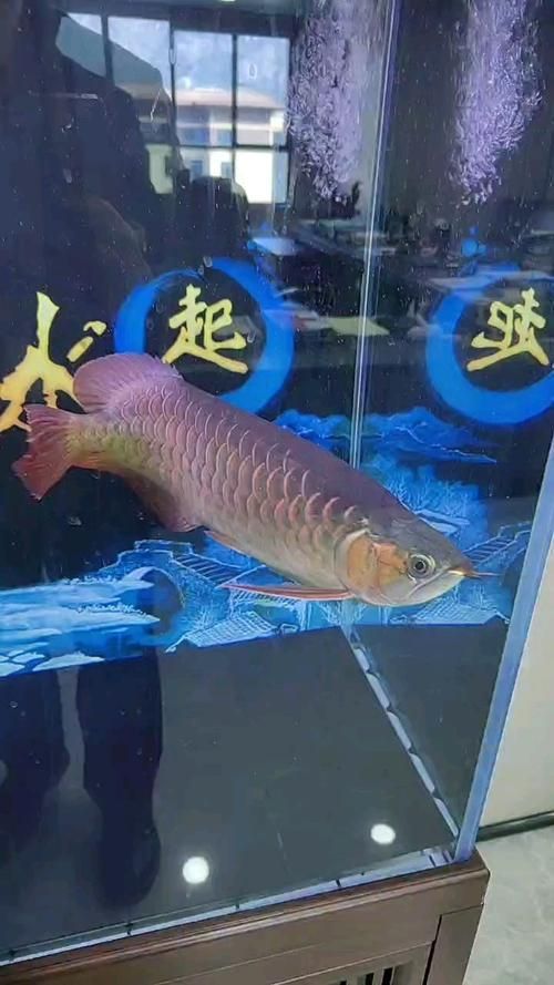 赫舞紅龍魚有哪些獨特之處？，赫舞紅龍魚和紅龍魚的區別，