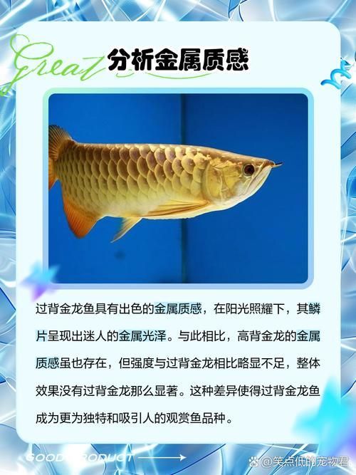 金龍魚過背高背分解圖示例，如何區(qū)分金龍魚的過背和高背？