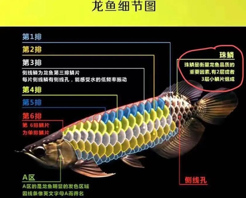 金龍魚過背高背分解圖示例，如何區分金龍魚的過背和高背？