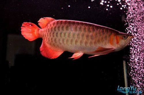 瑰寶龍紅龍的價格是多少，瑰寶龍紅龍的價格