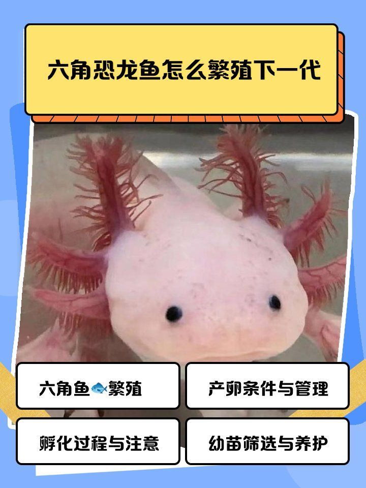 六角龍魚繁殖需要多大的空間，六角龍魚繁殖期需要哪些特殊照顧六角龍魚繁殖期需要哪些特殊照顧