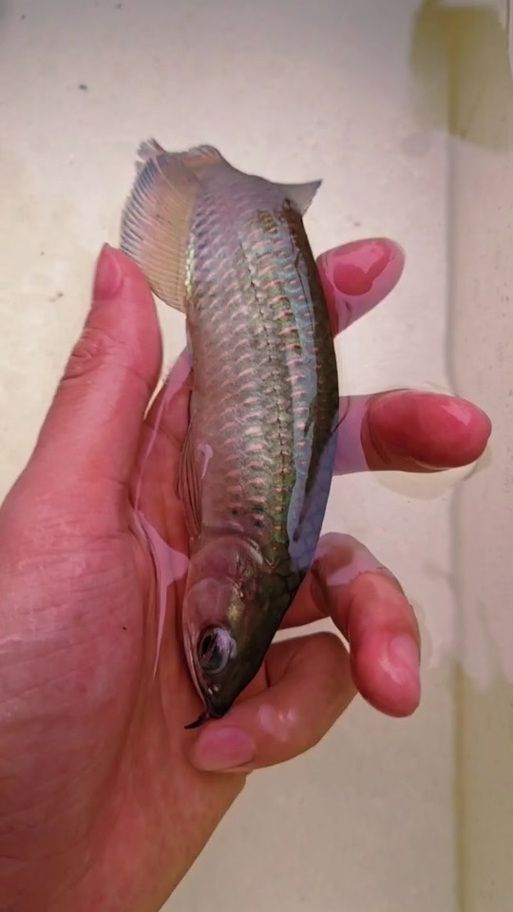 給我一些金龍魚幼苗的圖片，如何挑選健康的金龍魚幼苗