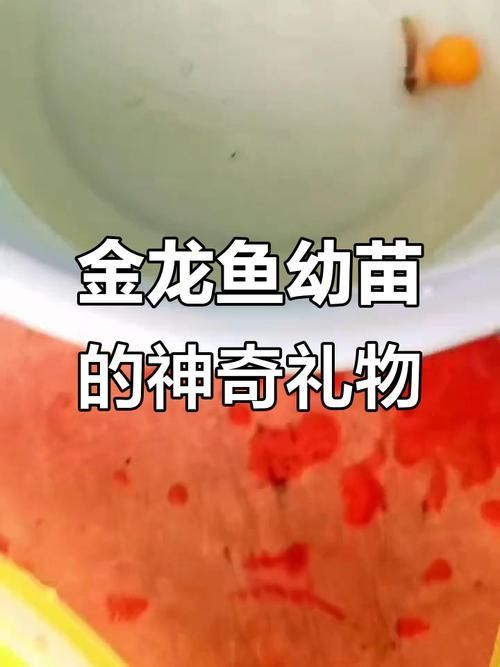 給我一些金龍魚幼苗的圖片，如何挑選健康的金龍魚幼苗