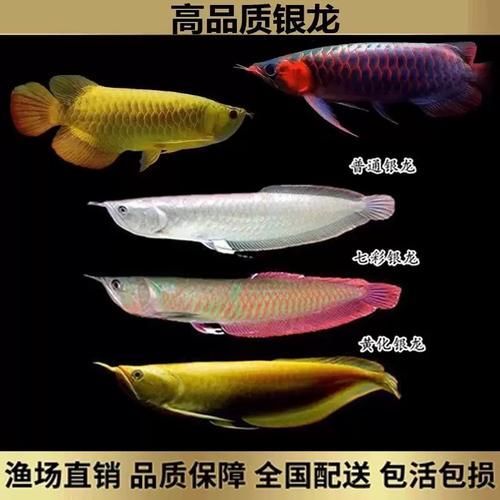 冀州龍魚的價格是多少？，2019年冀州龍魚價格飆升至每條30萬元創歷史新高