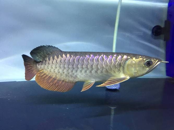 如何挑選一條健康的佛岡龍魚？，如何挑選一條健康的佛岡龍魚