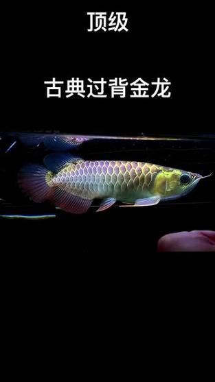 能否提供幾張古典過背金龍魚圖片，古典過背金龍魚的介紹