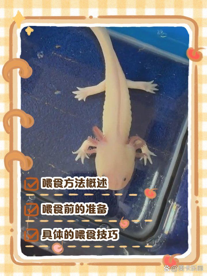 如何訓(xùn)練六角龍魚接受人工飼料，六角龍魚喂食方法萌寵樂園六角龍魚正確的喂食方法