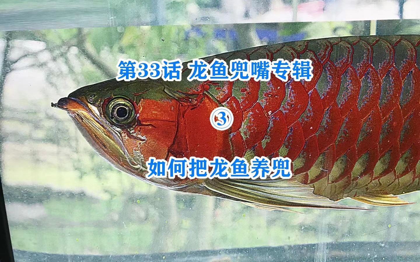 先天性龍魚兜嘴能完全矯正嗎？，先天性龍魚兜嘴基本無法完全矯正