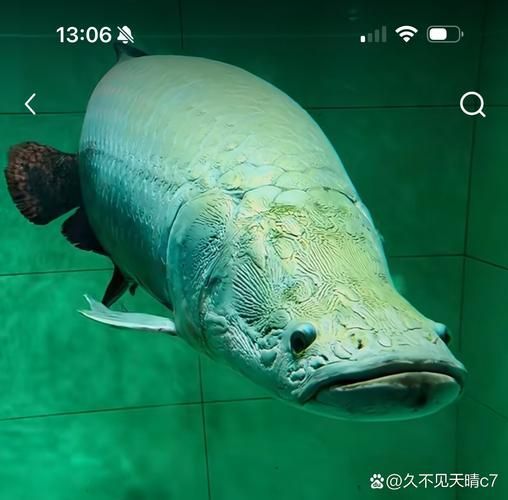 能否提供巨骨舌魚的圖片，亞馬遜流域最具代表性的頂級掠食者之一巨骨舌魚有哪些天敵