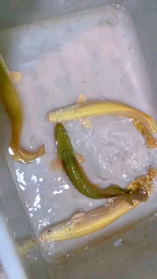 能否提供巨骨舌魚的圖片，亞馬遜流域最具代表性的頂級掠食者之一巨骨舌魚有哪些天敵