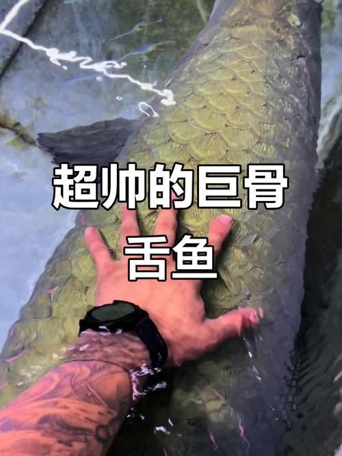 能否提供巨骨舌魚的圖片，亞馬遜流域最具代表性的頂級掠食者之一巨骨舌魚有哪些天敵