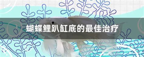 蝴蝶鯉魚鱗充血怎么辦，蝴蝶錦鯉鱗片充血怎么辦
