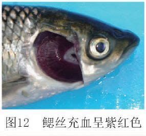 蝴蝶鯉魚鱗充血怎么辦，蝴蝶錦鯉鱗片充血怎么辦