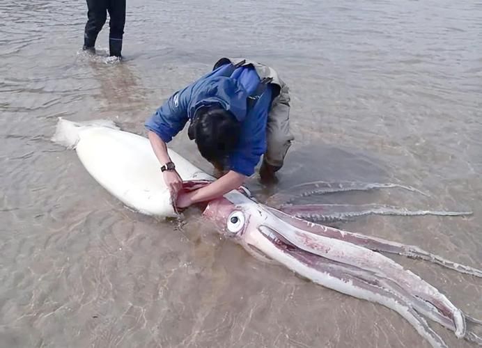 海洋十大不明生物有哪些傳說，海洋不明生物的傳說