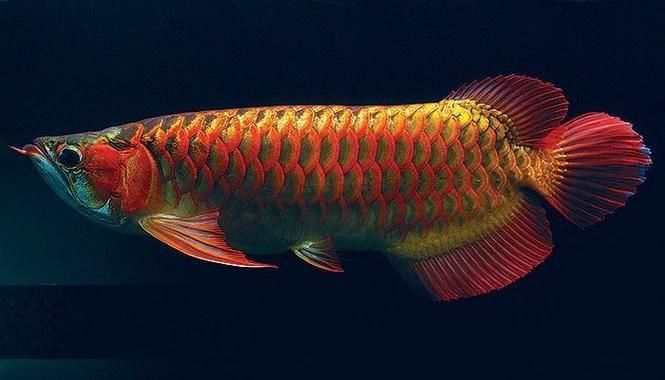 如何區分杜龍魚和觀賞龍魚，杜龍魚與觀賞龍魚的區別