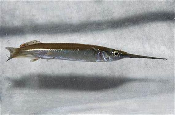 如何區分杜龍魚和觀賞龍魚，杜龍魚與觀賞龍魚的區別