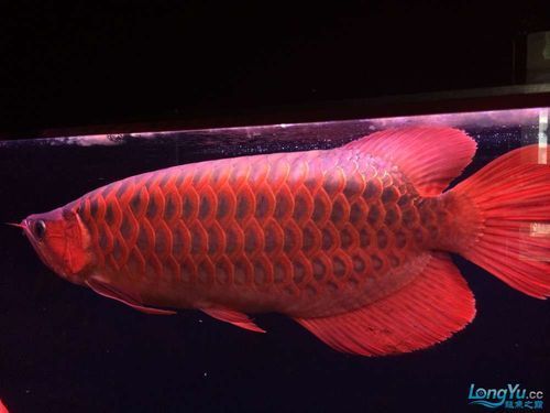 頂級(jí)紅龍魚有哪些品種，全球最貴觀賞魚:紅龍魚價(jià)格揭秘自在獨(dú)行記