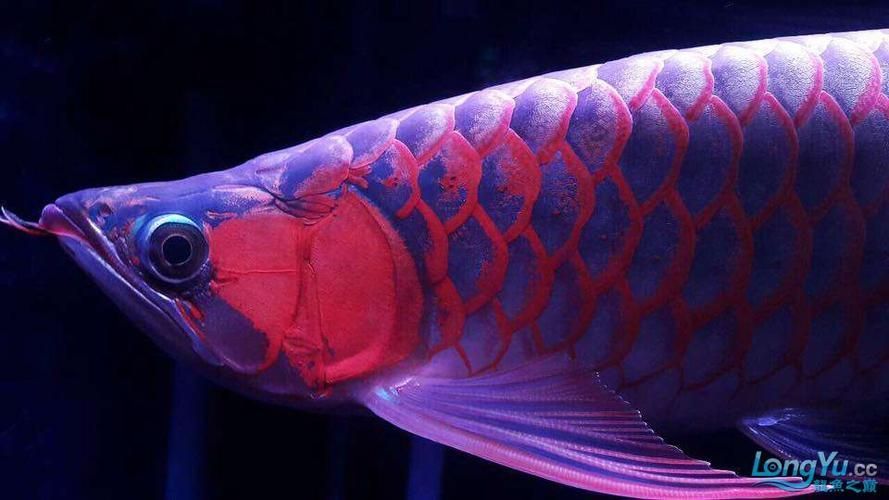 頂級(jí)紅龍魚有哪些品種，全球最貴觀賞魚:紅龍魚價(jià)格揭秘自在獨(dú)行記