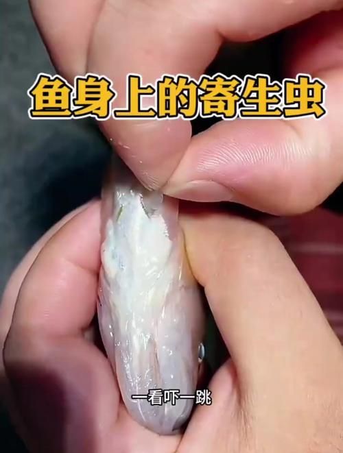 給我更多魚身上寄生蟲的圖片，關(guān)于魚寄生蟲的基本信息