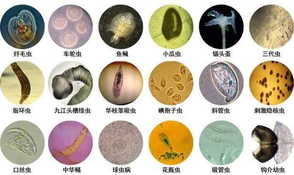 給我更多魚身上寄生蟲的圖片，關(guān)于魚寄生蟲的基本信息
