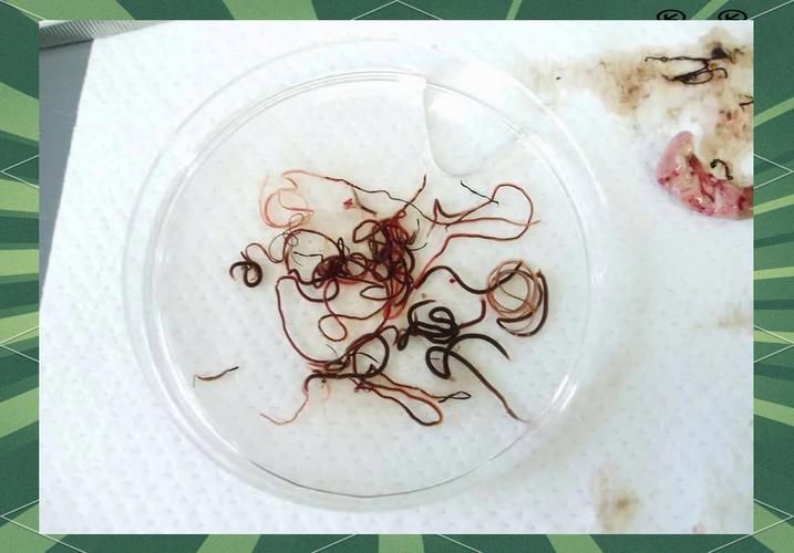 給我更多魚身上寄生蟲的圖片，關(guān)于魚寄生蟲的基本信息