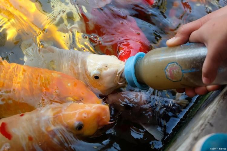 龍魚鰭爛了最簡(jiǎn)單三個(gè)處理方法，權(quán)威水族養(yǎng)殖龍魚鰭爛的最簡(jiǎn)單三個(gè)處理方法并要求