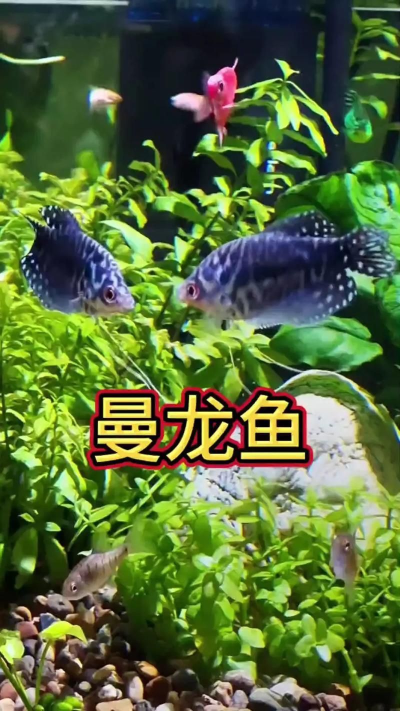 曼龍魚在觀賞魚市場的現(xiàn)狀如何，曼龍魚在觀賞魚市場的現(xiàn)狀分析基礎(chǔ)（osphronemusgoramy）