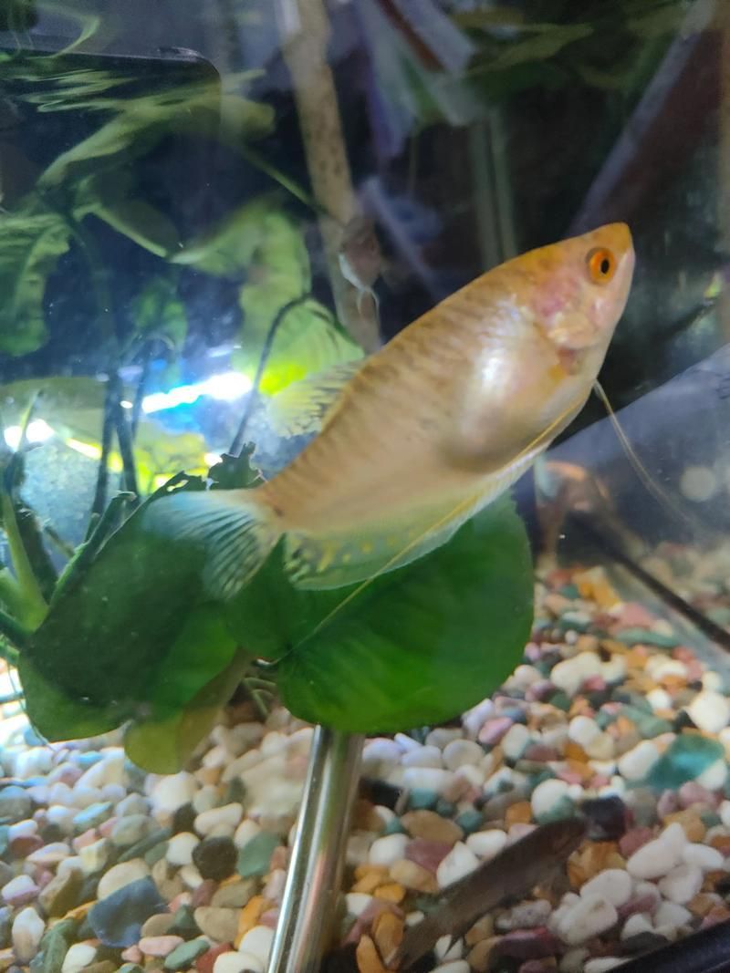 曼龍魚在觀賞魚市場的現(xiàn)狀如何，曼龍魚在觀賞魚市場的現(xiàn)狀分析基礎(chǔ)（osphronemusgoramy）