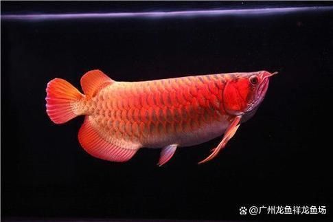 南寧紅龍魚的價(jià)格是多少？，南寧紅龍魚價(jià)格在每條100元至500元人民幣之間