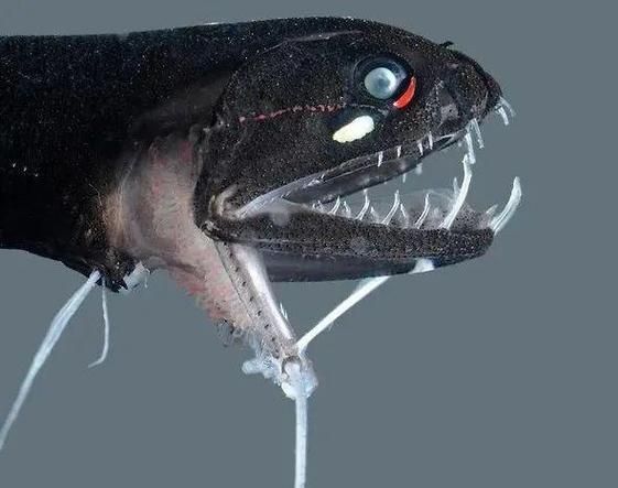 哪里可以找到高清的深海龍魚圖片？，深海龍魚的高清圖片獲取指南