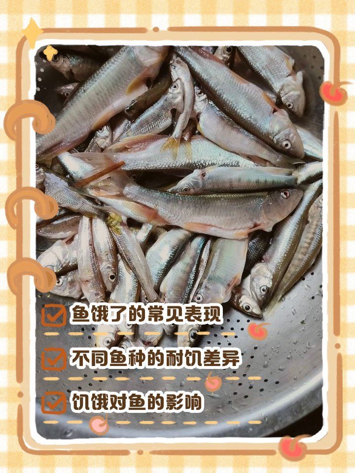 如何判斷魚是否還有攝食能力，如何判斷魚是否具備攝食能力