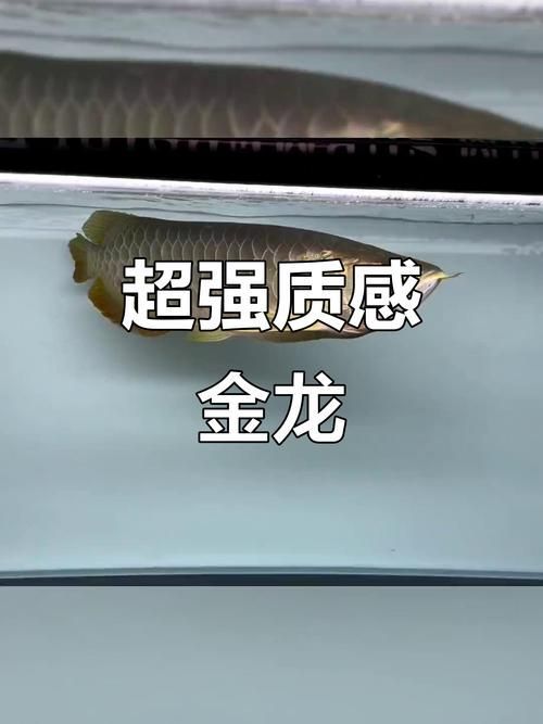 古典金龍魚等級區(qū)分圖解，古典金龍魚有哪些品種