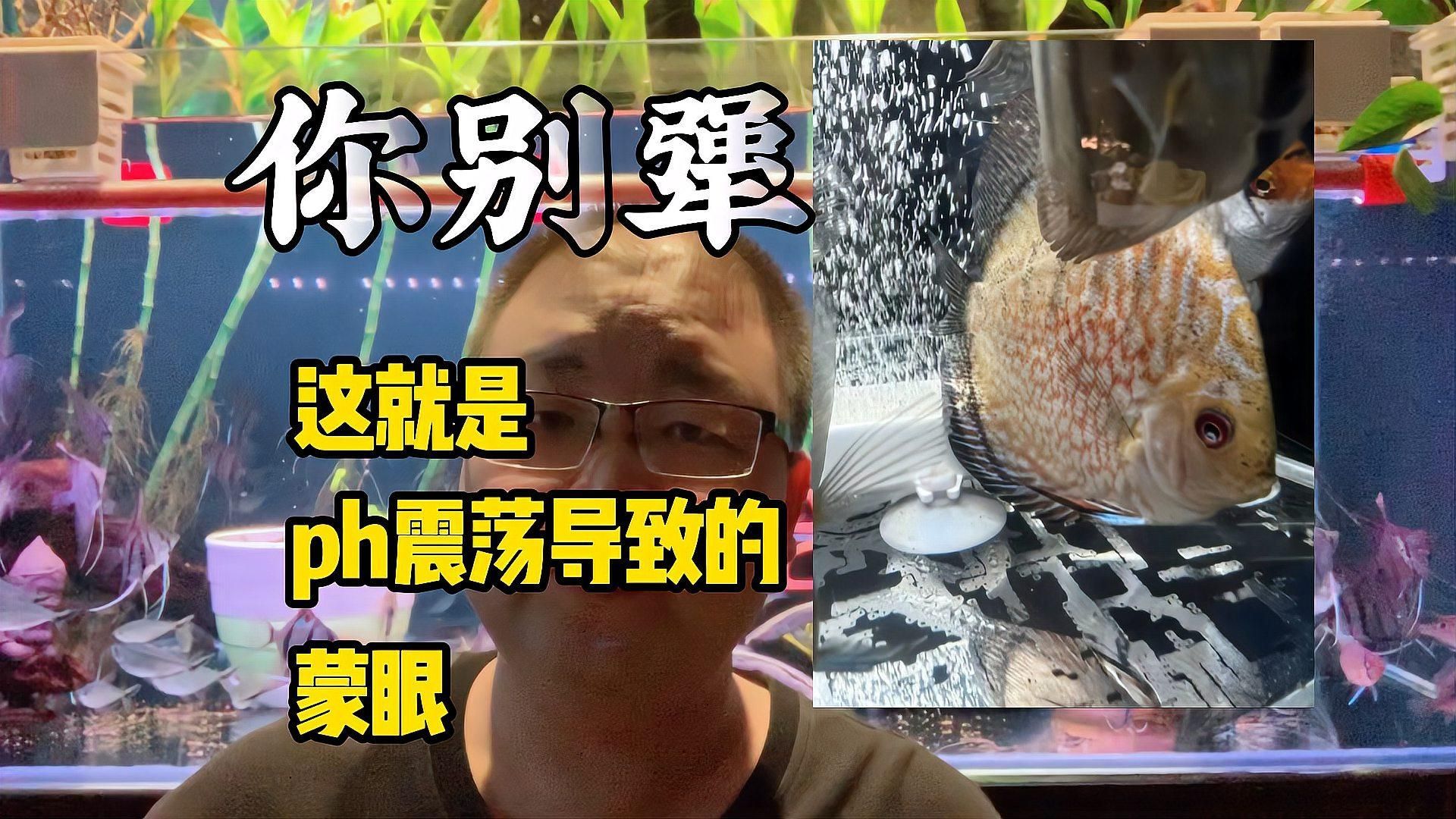 如何判斷七彩神仙魚蒙眼是哪種原因，七彩神仙魚蒙眼如何判斷七彩神仙魚蒙眼是否嚴重