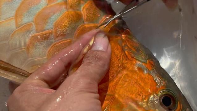 龍魚翻鰓癥狀圖片，龍魚翻鰓怎么辦